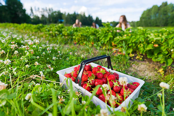 Strawberries